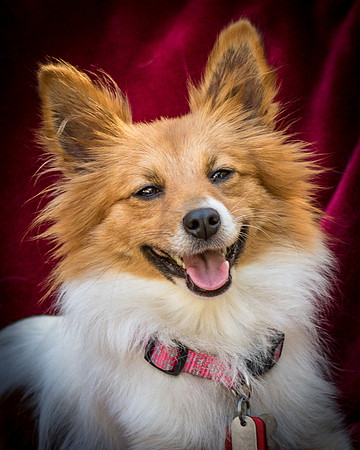 Foster Brandi-3393