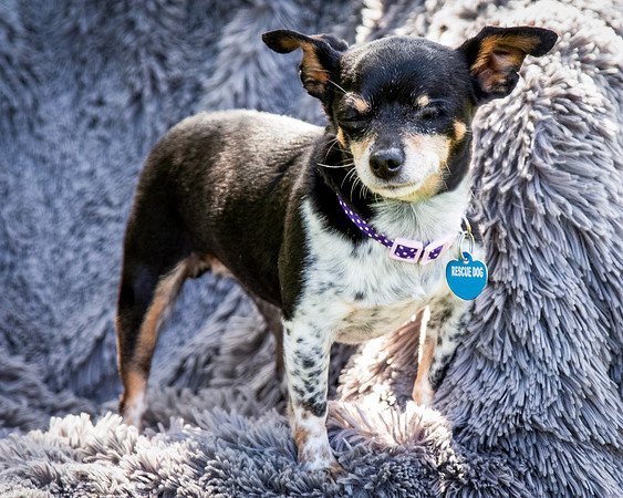 Foster Leela-8008