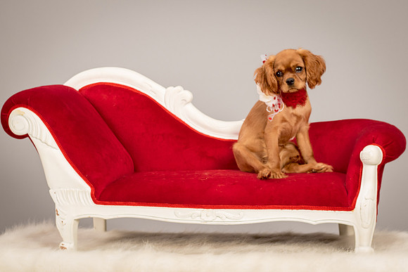 Charlie -4322