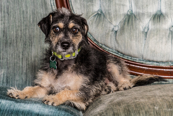 Foster Triscuit-5468