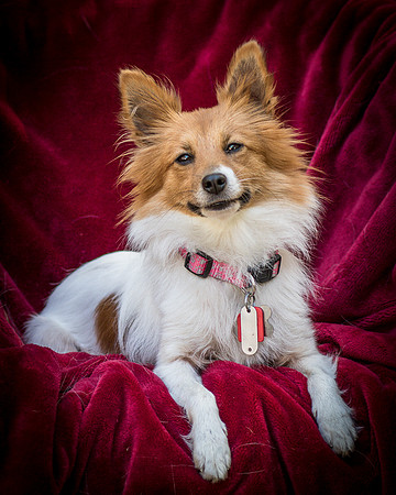 Foster Brandi-3409