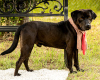 Darlington - Louie-8821