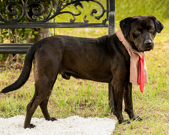 Darlington - Louie-8821