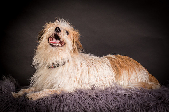 Foster Tiny-1271