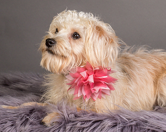 Foster Henrietta-8707