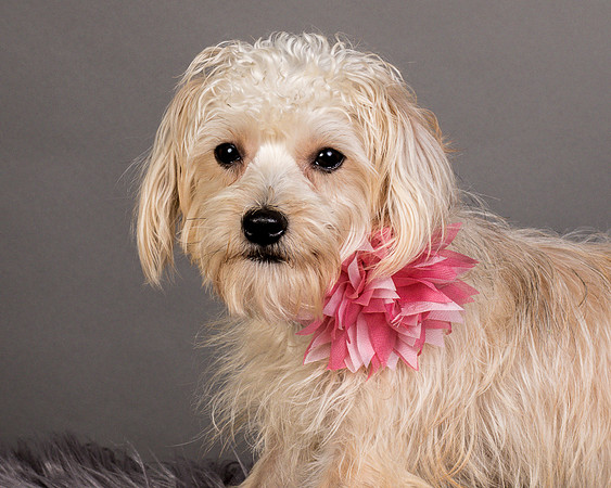 Foster Henrietta-8677