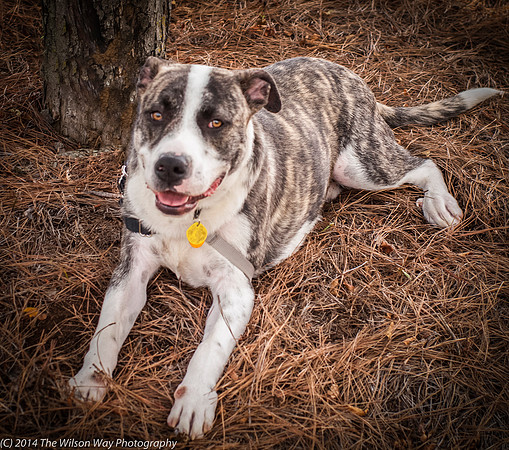 Foster Louie-9733