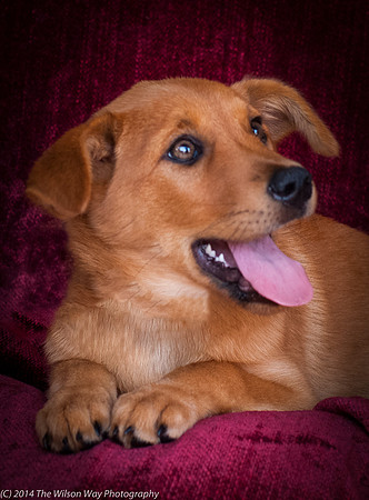Foster Luna-9113