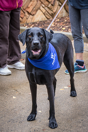 PuppyUp-1339