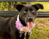 Darlington - Daisy-8696