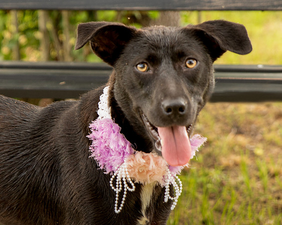 Darlington - Daisy-8696