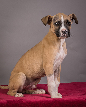 Foster Barnabas-4540