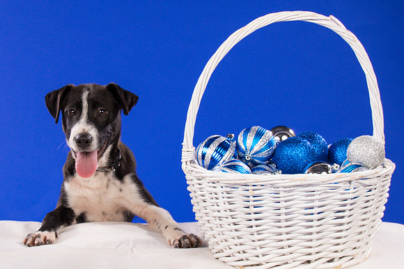 Foster Rascal-2412