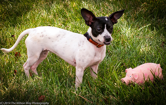 Foster Melia-9813