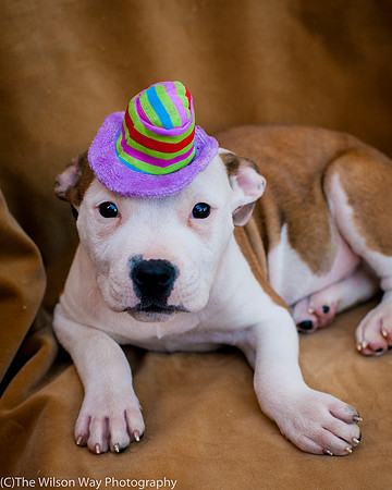 Foster Arlo-9372