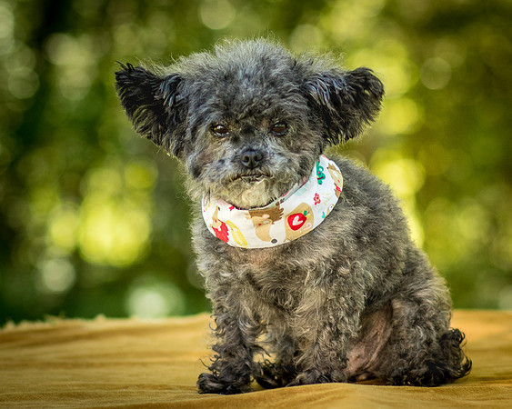 Foster Vivienne-7287