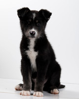 GCSPCA 03-07-2013 Poster Child