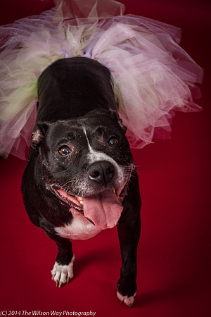 Molly-5823