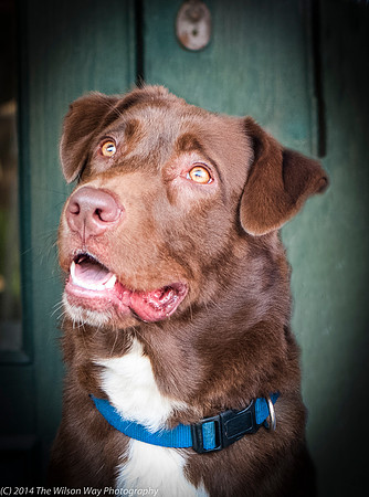 Foster Coco-8787