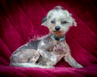 Foster Freckles-5347