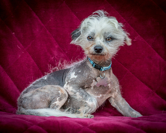 Foster Freckles-5347