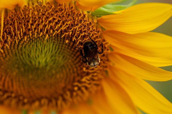 sunflowers-8379