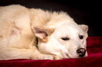 Foster Apache-0525