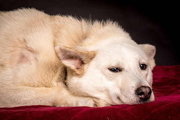 Foster Apache-0525