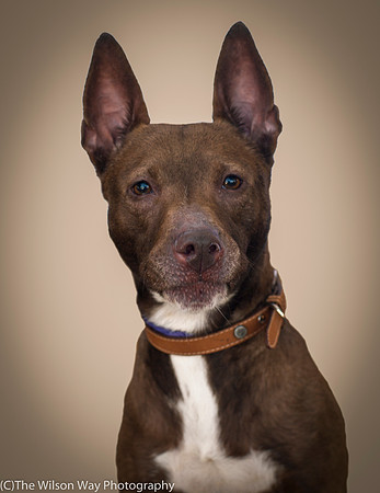 Foster Twix-8895