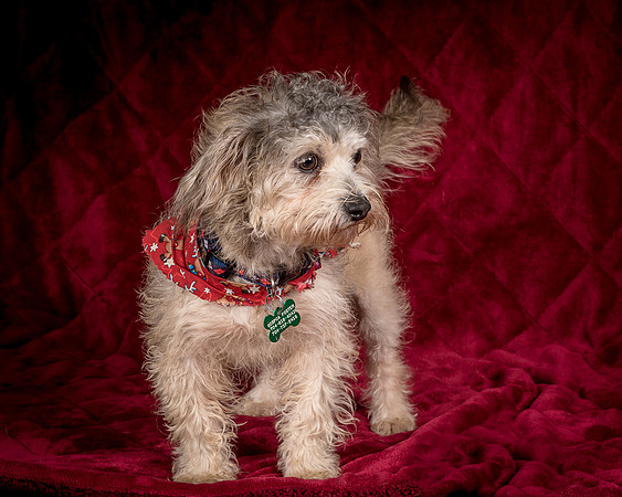 Foster Toto-8120