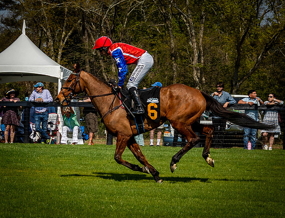 Horses-9532