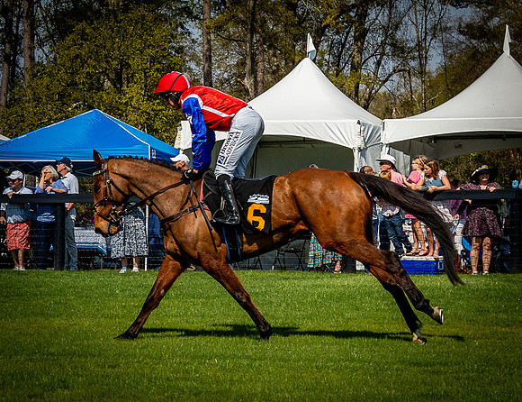 Horses-9533