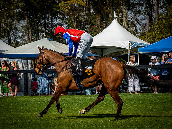 Horses-9534
