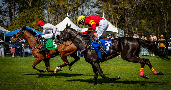 Horses-9526