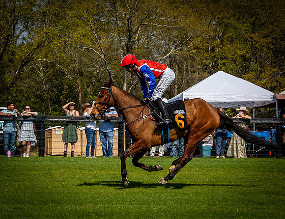 Horses-9531