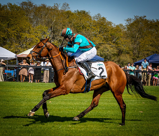 Horses-9527