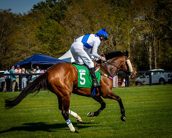 Horses-9540