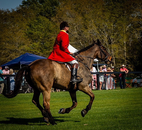 Horses-9546