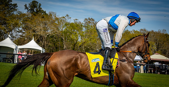 Horses-9535