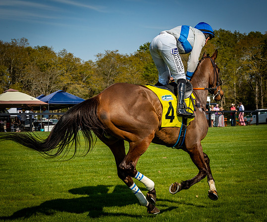 Horses-9536