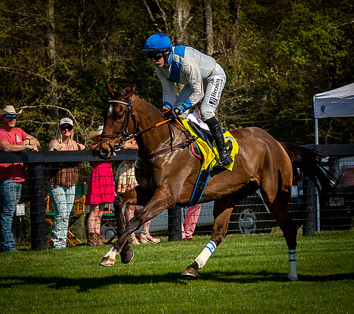 Horses-9560