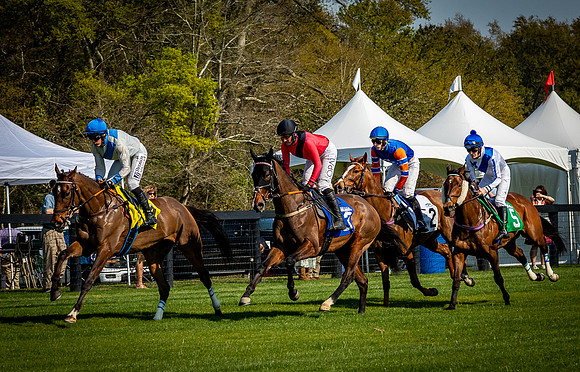 Horses-9559