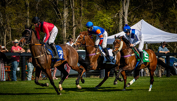 Horses-9561