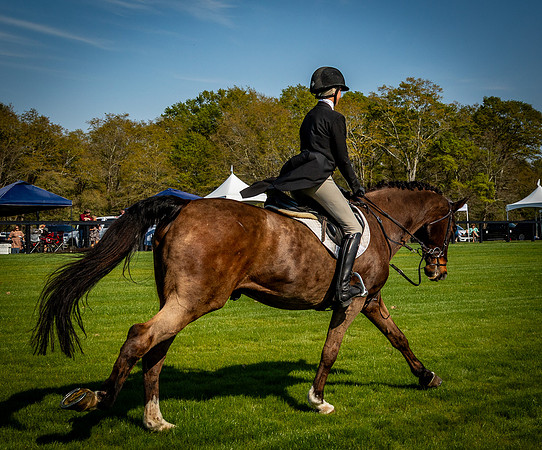 Horses-9549