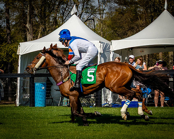 Horses-9565
