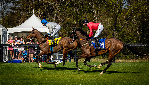 Horses-9564