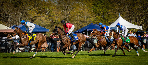 Horses-9562