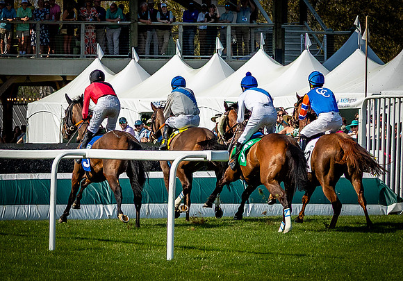 Horses-9569