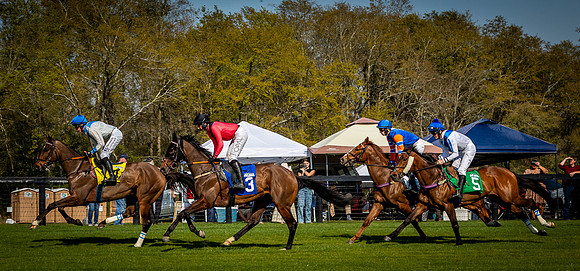 Horses-9563
