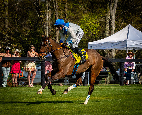 Horses-9580